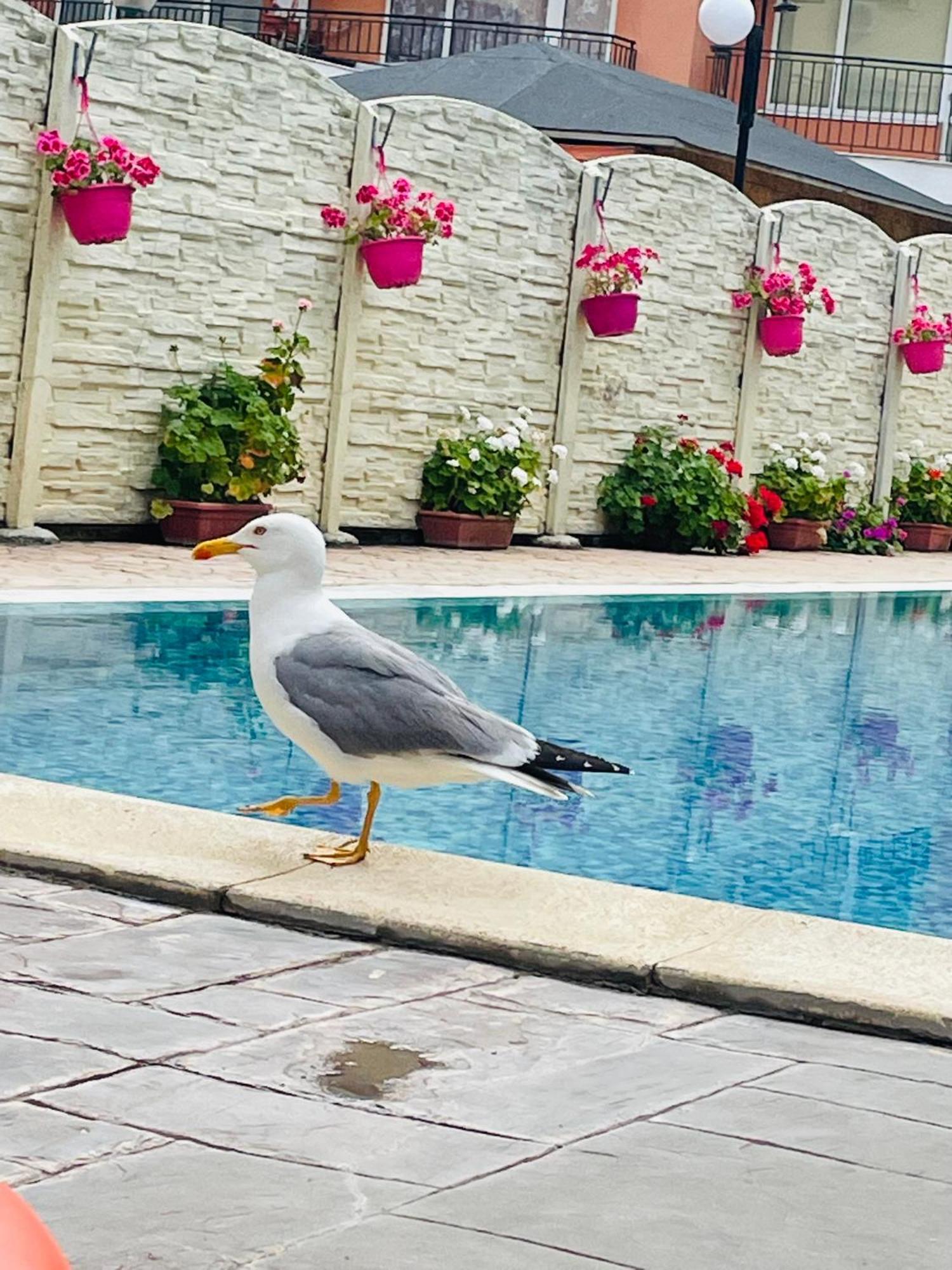 Blue Marine - Daneli Apartment Sunny Beach Esterno foto